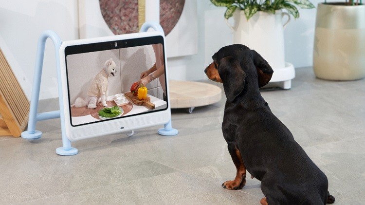 반려견 전용 스마트 케어 기기 '독스플레이' 와디즈 특가 행사 진행 - 뉴스 썸네일 이미지